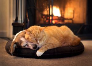cat and dog fireplace safety